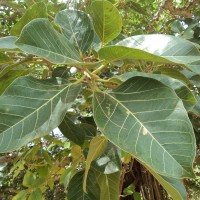 Ficus benghalensis L.